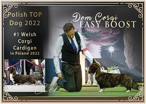 Top Welsh Corgi Cardigan in Poland’22